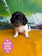 Piebald dwergteckels, Dieren en Toebehoren, Parvo, België, 8 tot 15 weken, Korthaar