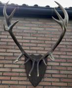 Groot gewei van een hert, Verzamelen, Dierenverzamelingen, Ophalen, Hert, Gewei of Kop