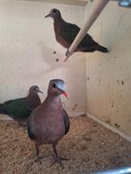 Groenvleugel duiven, Dieren en Toebehoren, Meerdere dieren, Geringd