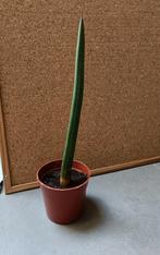 Afrikaanse speer plant, Ombre partielle, Enlèvement, Moins de 100 cm