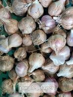 Look (purple glazer) plantgoed, Tuin en Terras, Ophalen