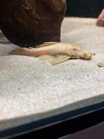 Ancistrus albino gratis!, Dieren en Toebehoren, Reptielen en Amfibieën