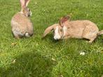 super schattige speelse konijntjes te koop, Dieren en Toebehoren, Konijnen, Meerdere dieren, 0 tot 2 jaar, Middelgroot