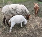Voskop ooi met 2 ram lammetjes, Mouton, Plusieurs animaux, 0 à 2 ans