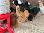 Zijdehoenders en cochin krielen, Dieren en Toebehoren, Pluimvee