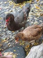 Barberie eenden, Dieren en Toebehoren