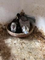 Jonge reisduiven, Dieren en Toebehoren