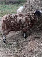 Mooie schapen Ram  heeft al meermaals bewezen., Dieren en Toebehoren, Schapen, Geiten en Varkens, Mannelijk, 0 tot 2 jaar