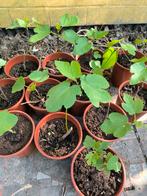 Ficus carica.  Turkse vijgenboom., Tuin en Terras, Ophalen