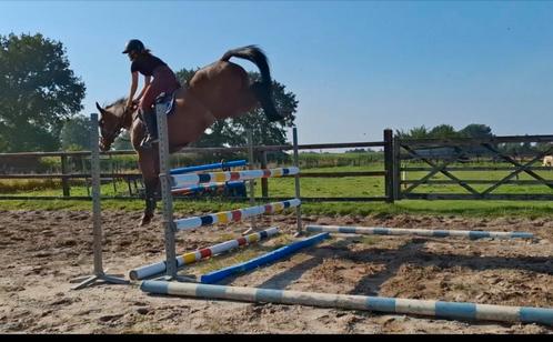 Un cheval de saut de premier ordre ! ! !, Animaux & Accessoires, Chevaux, Hongre, Cheval de saut