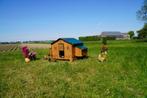 Trespa Kippenhok / Chalet 4XL - Cucciolotta, Dieren en Toebehoren, Ophalen of Verzenden, Nieuw, Kippenhok of Kippenren