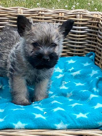 Cairn terrier pups beschikbaar voor biedingen