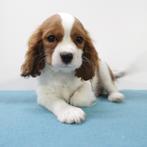 Cavalier King Charles pups te koop, Dieren en Toebehoren, België, 15 weken tot 1 jaar, CDV (hondenziekte), Meerdere