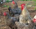 kuikens kabir turbo / mechelse koekoek / cou nu voor 9 septe, Dieren en Toebehoren, Geslacht onbekend, Kip