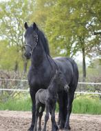 Gezocht paard tussen 1 en 5 die bereden kan worden, Dieren en Toebehoren, Paarden, Gechipt, Hengst, 3 tot 6 jaar, Onbeleerd
