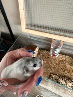 Handtamme hamster met toebehoren, Hamster