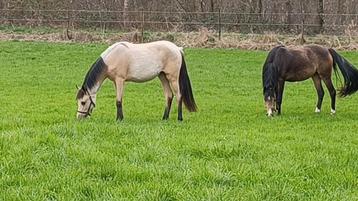 2 X 2 jarige sportpony-merrie uit topgoede bloedlijnen.