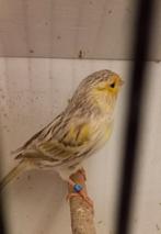 Kanaries, Dieren en Toebehoren, Vogels | Kanaries