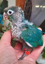 Conure molinae EAM, Dieren en Toebehoren, Vogels | Parkieten en Papegaaien, Mannelijk