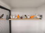 Zebravinken en kanaries., Dieren en Toebehoren, Meerdere dieren, Zangkanarie