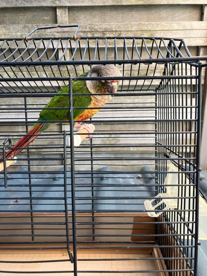 Laatste kans:  TAMME PYRRHURA NU 100 EURO, Dieren en Toebehoren, Vogels | Parkieten en Papegaaien, Papegaai, Meerdere dieren, Tam