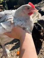 Marans splash haantjes, Mannelijk, Kip