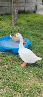 Herplaatsing gezocht