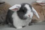 NHD dwergkonijntjes, Dieren en Toebehoren, Konijnen, Meerdere dieren, Dwerg, Hangoor, 0 tot 2 jaar