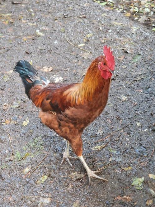 Jonge Utrerana Patrijs haan (nog in de groei), Dieren en Toebehoren, Pluimvee, Kip, Mannelijk