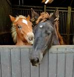 Mannelijke veulens 2025 Belgische eigenschappen, Dieren en Toebehoren, Paarden, M