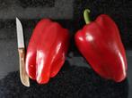 5 zaden zeer grote rode paprika Barkan - biologische teelt, Tuin en Terras, Verzenden, Voorjaar, Volle zon, Zaad