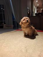 Maltipoo pups, Dieren en Toebehoren, Honden | Chihuahua's en Gezelschapshonden, België, Maltezer, CDV (hondenziekte), 8 tot 15 weken