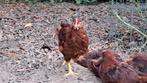 Rhode island red haantjes, Dieren en Toebehoren, Pluimvee