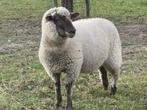 Jonge ooi te koop, Dieren en Toebehoren, Vrouwelijk, Schaap, 0 tot 2 jaar