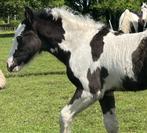 Tinker hengst veulen - zwart/wit, Hengst, 0 tot 2 jaar, Niet van toepassing