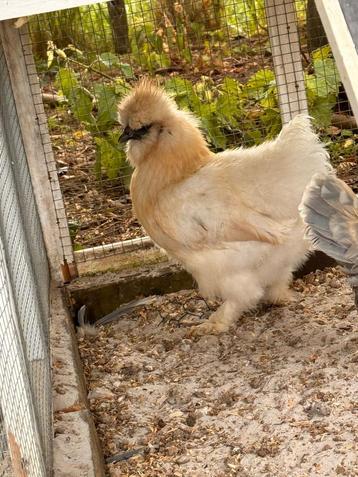 USA Zijdehoen hen (Raszuiver!) 🐓 beschikbaar voor biedingen