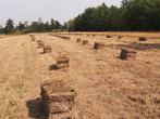 Kleine balen hooi 2025, Dieren en Toebehoren