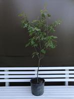 Moeraseiken, Quercus Palustris in 3-liter potten: 5€, En pot, Plein soleil, Enlèvement, 100 à 250 cm