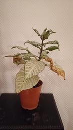 Plante d'intérieur, Offres d'emploi