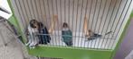 Personatas, Dieren en Toebehoren, Ophalen of Verzenden, Zo goed als nieuw