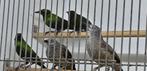 Indische babbelaar, Meerdere dieren, Tropenvogel, Geringd