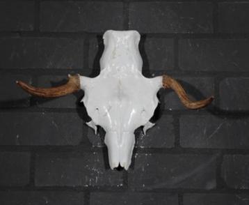 Eland Schedel Large Northern Elk Moose skull - Alces alces beschikbaar voor biedingen