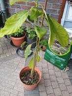 Avocado plant, Ophalen