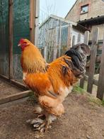 Broedeieren brahma., Dieren en Toebehoren