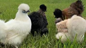 Zijdehoenders USA kriel hennetjes