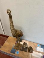 Opgezette dieren, Antiek en Kunst, Ophalen