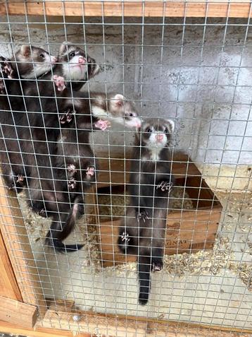 Furets, Juin, Plusieurs animaux, Furet