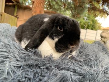 Nederlands hangoordwerg zwart bonte voedster beschikbaar voor biedingen