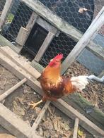 Jonge Haan, Dieren en Toebehoren, Pluimvee, Mannelijk, Kip