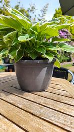 Grote mooie hosta in plastic pot, Tuin en Terras, Ophalen